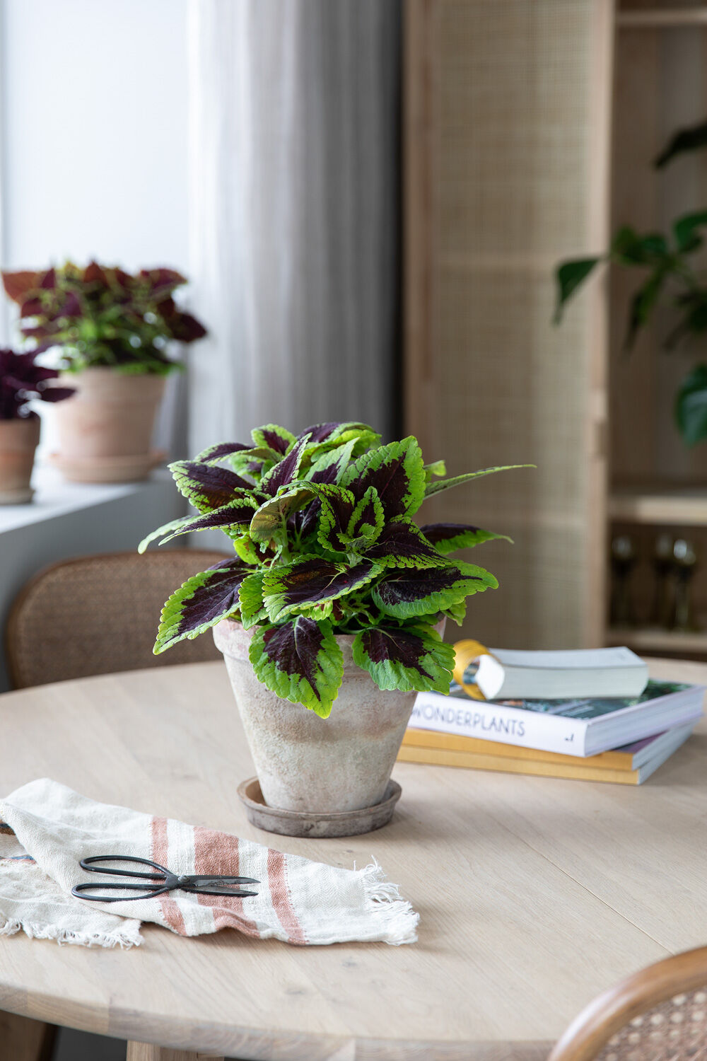 Gr&oslash;nn Coleus